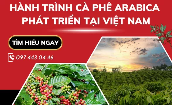 Hành trình cà phê Arabica phát triển tại Việt Nam